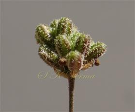  Fruits (Anthocarps)